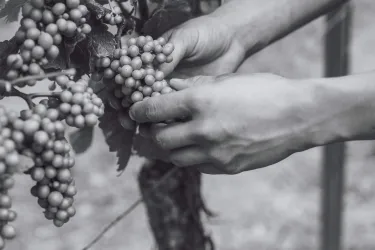 Weinrebe (© Weinstube und Weinhof Pfeffer)