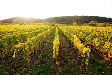 Weingut Margarethenhof_2