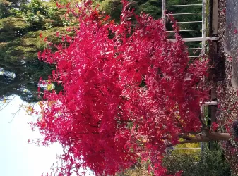 Terrasse im Herbst
