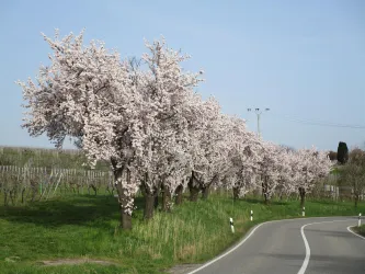 Mandelblüte a. d. Deutschen Weinstraße (© Helga Fuhrmann)