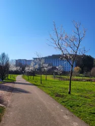 Mandelbäume im Kurpark 3 (© Privat)