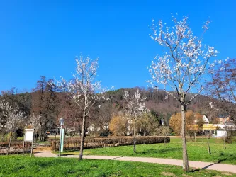 Mandelbäume im Kurpark 1 (© Privat)