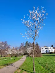Mandelbäume im Kurpark 4 (© Privat)