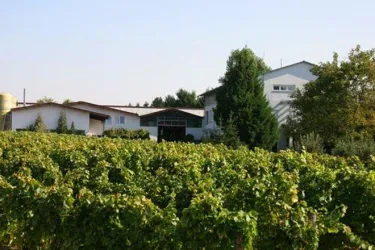 Weingut (© Weingut Knöll und Vogel)