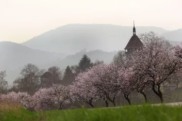 Mandelhain (© Tourismusverein Bad Bergzabern)