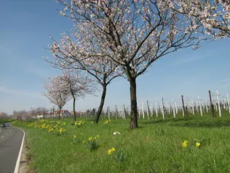 Mandelblüte an der Deutschen Weinstraße