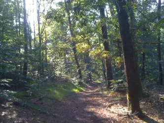 Herrliche Spazierwege im Pfälzer Wald (© ks)