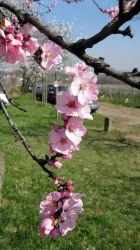 Mandelblüte (© KS)
