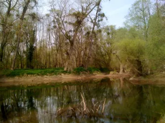 Am Altrhein bei Leimersheim (© KS)