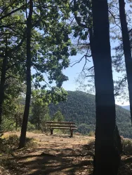 Pfälzer Wald (© https://www.annweiler-ferienwohnung.de/)
