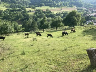 Rinder (© Verein SÜW Annweiler e.V.)