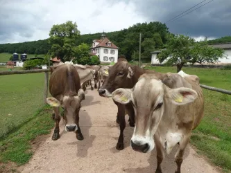 Milchkühe (© Stephanie Schönung)