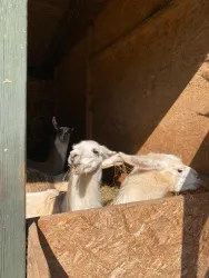 Lamas (© Verein SÜW Annweiler)