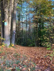 Weinsteig Franzosenkopf (© Verein SÜW Annweiler e.V.)