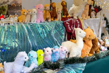 Lamas (© Verein SÜW Annweiler, Fotograf: Maximilian Uhl)