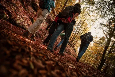 Kastanienwanderung (© Verein SÜW Annweiler, Fotograf: Jacksenn)