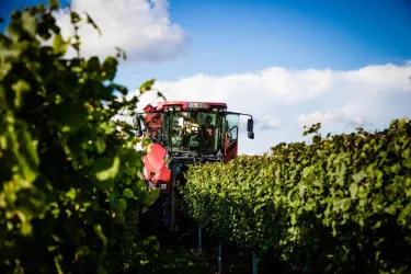 Weinlese (© Weingut Beck)