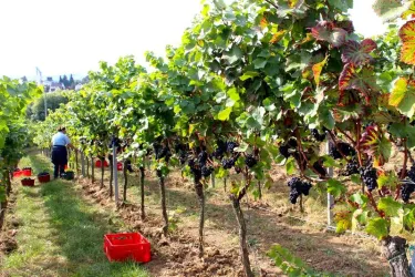 Lese (© Weingut Weber)