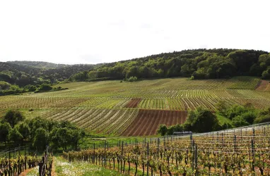 Pfarrwingert (© Weingut Weber)