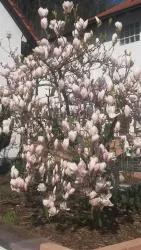 Magnolie im Vorgarten (© Rita Wilhelm)
