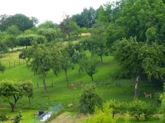 Blick auf Hirschgehege (© Rita Wilhelm)