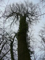 Vom Winter verweht 2 (© Heridrun Knoch)
