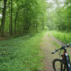 Rad im Bienwald