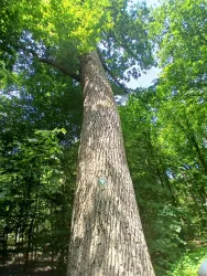 Oskar_Boehm_Eiche_Naturfreundeweg Kandel