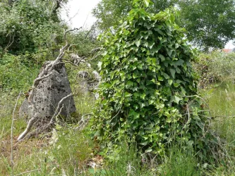 Natur erobert Westwall (© Heidrun Knoch)