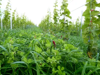 Weingut Jens Christmann Bild 1