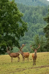 Wildtierpark Silz (© Verein SÜW Annweiler e.V., Dominik Ketz)
