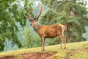 Wildpark (© Verein SÜW Annweiler e.V., Fotograf:Dominik Ketz)