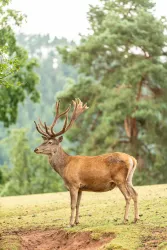 Wildtierpark (© Verein SÜW Annweiler e.V., Fotograf: Dominik Ketz)