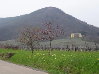Sicht auf Schloss Villa Ludwigshöhe (© Fam. Silberbauer)