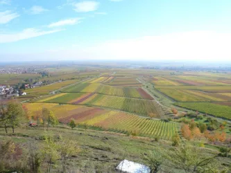 Sicht auf Rheinebene mit Weinbergen (© Fam. Silberbauer)