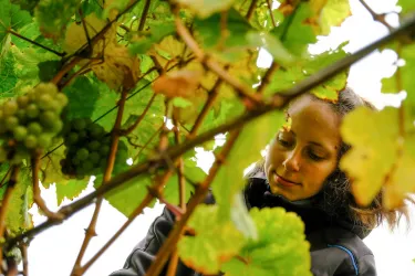 Weinberge (© Weingut Seelos)