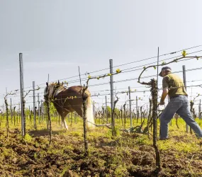 Weinberge (© Weingut Christian Heussler)