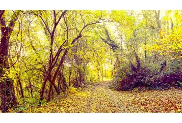 wald-herbst
