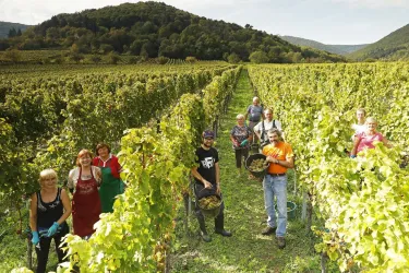 Weinlese / Handlese (© Weingut Erich Stachel)