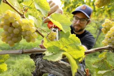Matthias im Weinberg (© Weingut Erich Stachel)