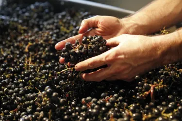 Trauben (© Weingut Erich Stachel)