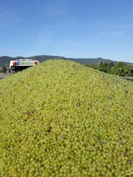 Traubenberg (© Weingut Bruno Schreieck)