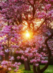 Magnolien