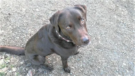 FRIEDA