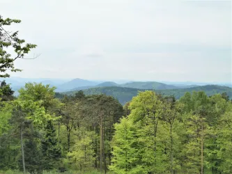 Pfälzer Wald