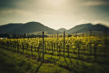 Weinberge (© Weinkammer Maikammer)