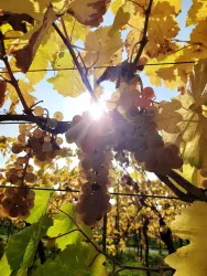 Trauben in der Sonne (© Volker Schwaab)