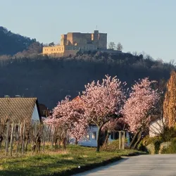 Mandelblüte Schloss