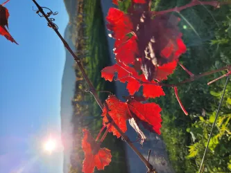 Nachmittag im Herbst am Haus