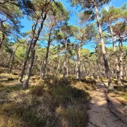 Pfälzer Wald hoch zum Kalmit